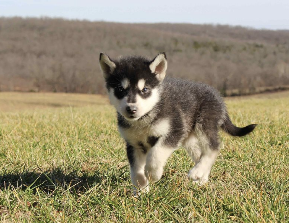 comprar cachorros sanos, baratos y asequibles para la venta